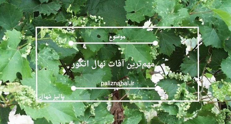 مهم‌ترین آفات نهال انگور و روش‌های موثر مقابله با آن‌ها
