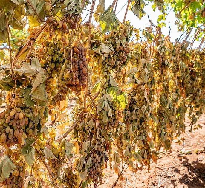 مهم‌ترین علت خشک شدن نهال انگور چیست؟