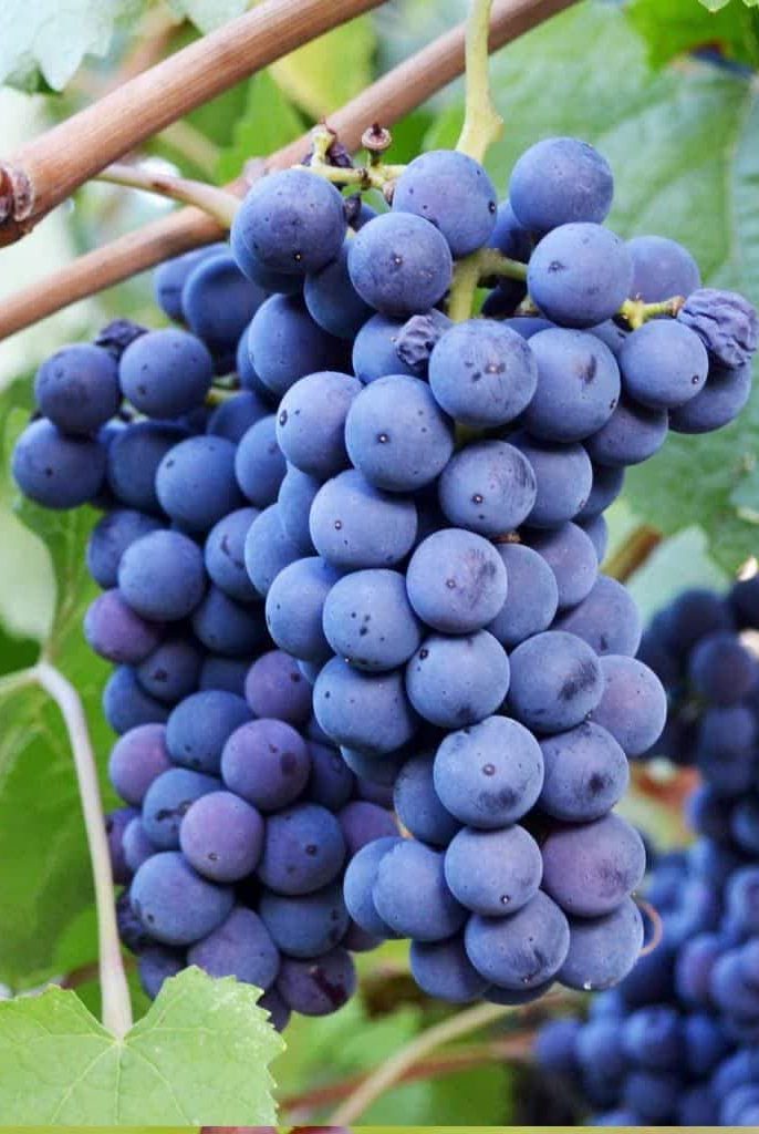 نکاتی مهم برای کاشت نهال انگور در مناطق کوهستانی و سرد