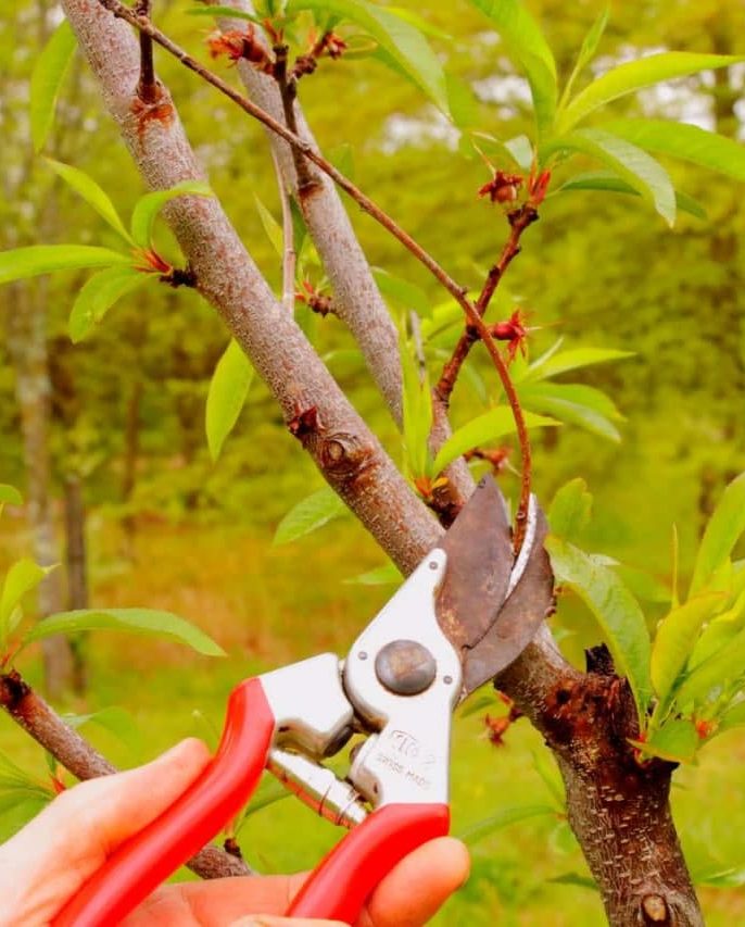 هرس و شکل‌دهی درختان از سال اول