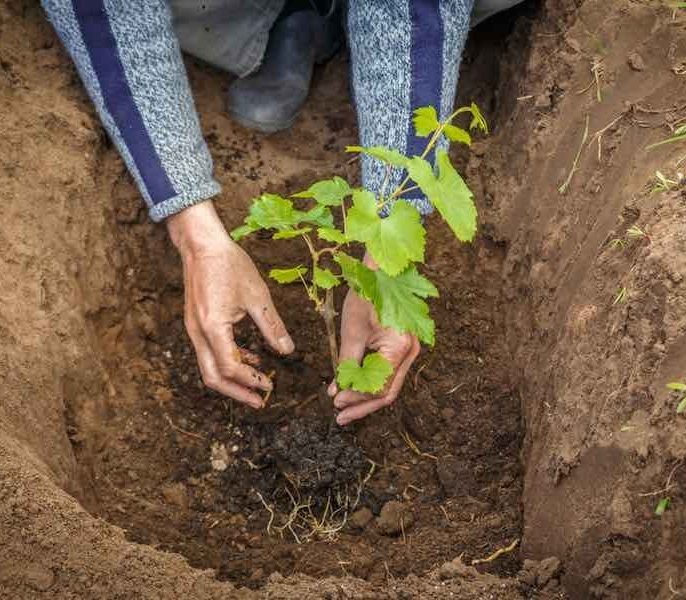 ویژگی‌های خاک ایده‌آل برای کاشت نهال انگور