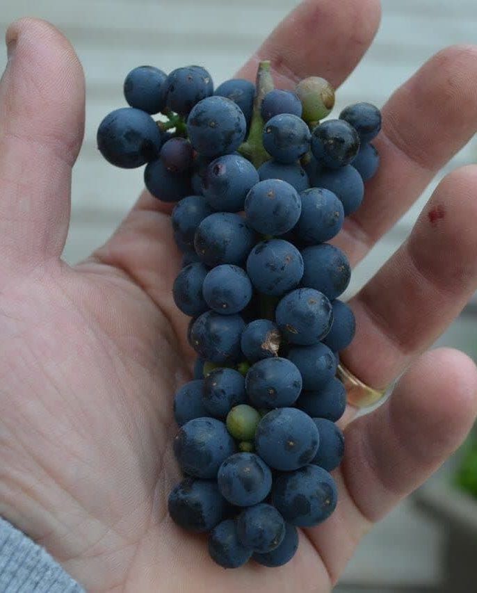 ویژگی‌های نهال انگور مناسب برای آب‌وهوای سرد