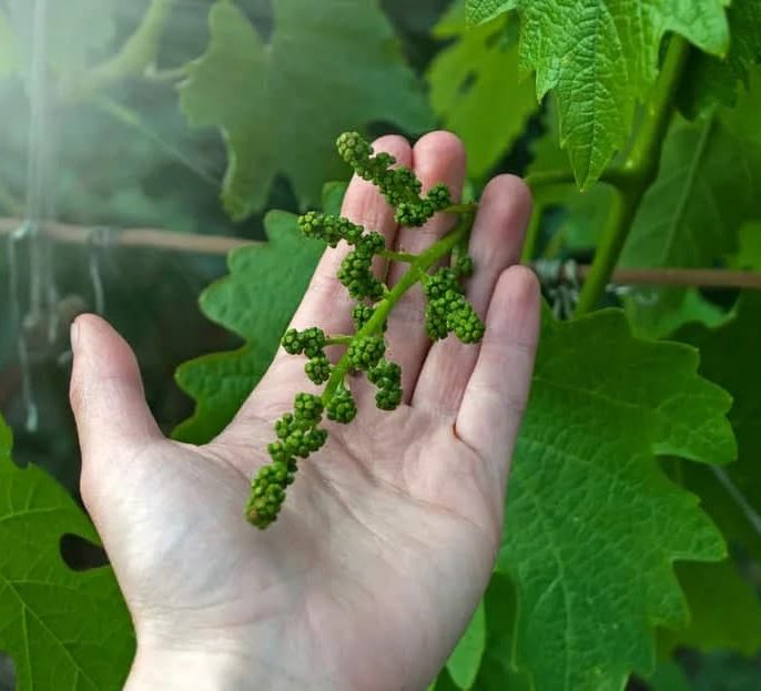 چه زمان‌هایی برای کاشت و مراقبت بهتر هستند؟