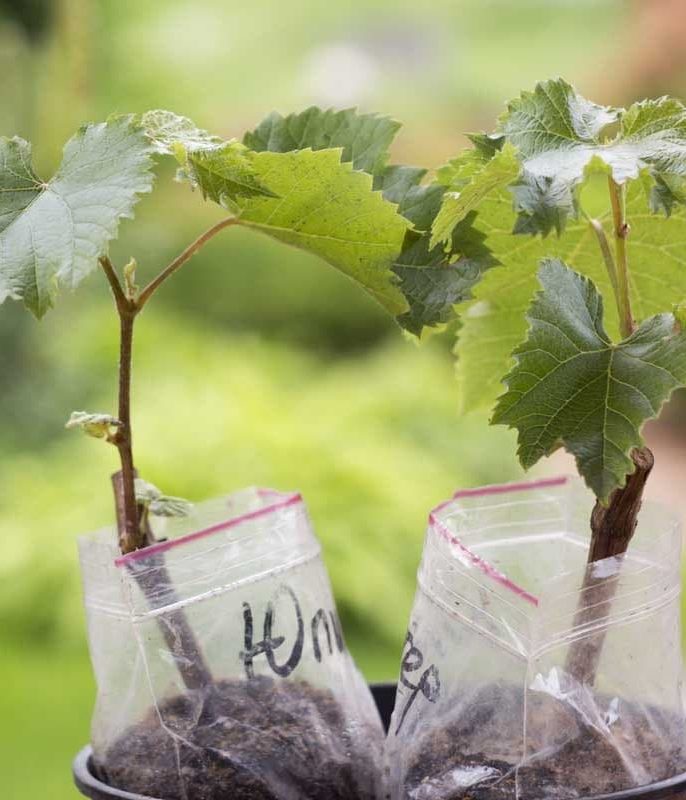 چه عواملی بر طول عمر نهال انگور تأثیر می‌گذارند؟