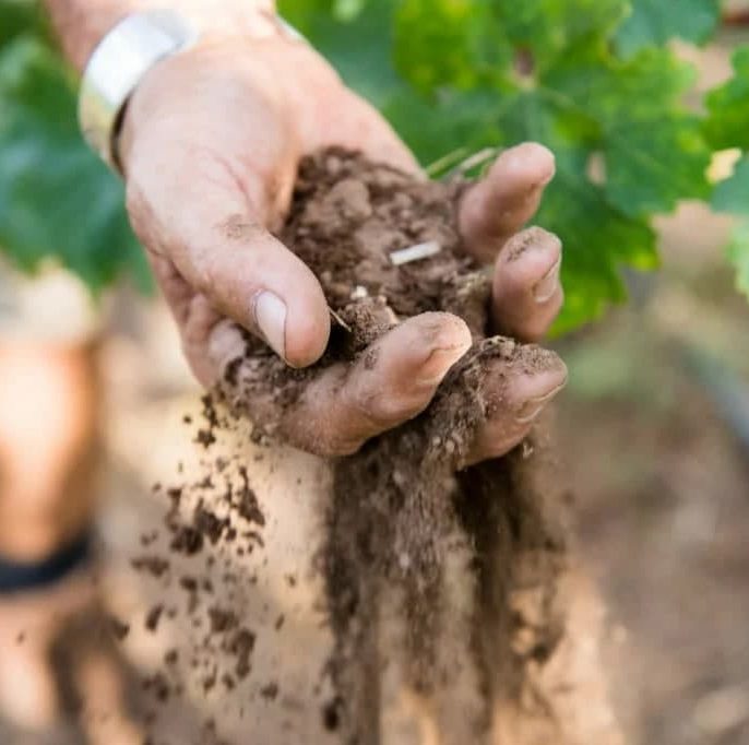 چه نوع خاک‌هایی برای انگور مناسب نیستند؟