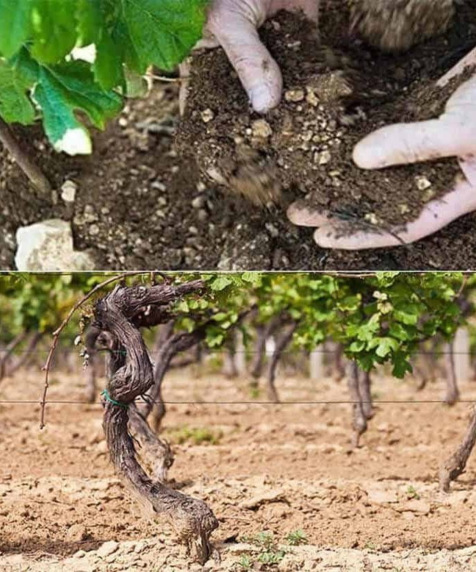 چه نوع کودی برای نهال انگور مناسب‌تر است؟