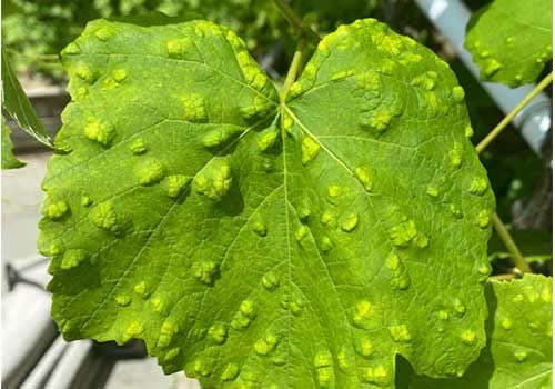 کنه نمدی (Eriophyes vitis)