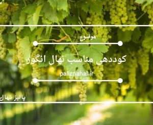کوددهی مناسب نهال انگور