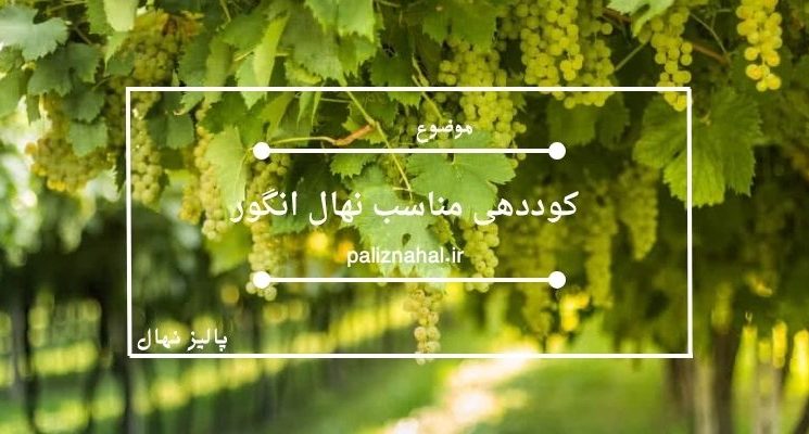 کوددهی مناسب نهال انگور