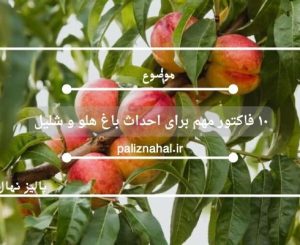 ۱۰ فاکتور مهم برای احداث باغ هلو و شلیل