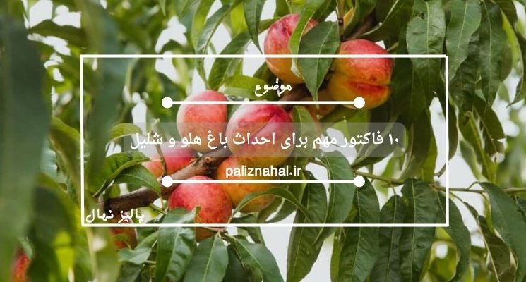 ۱۰ فاکتور مهم برای احداث باغ هلو و شلیل