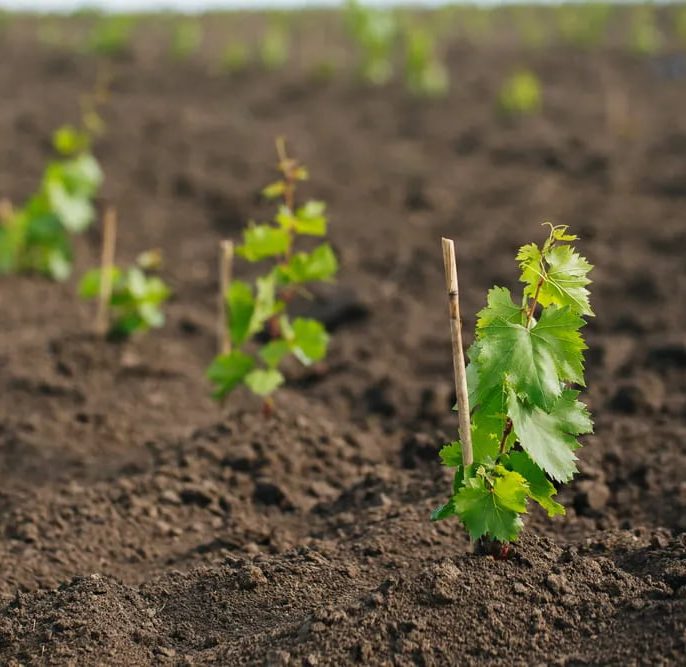 بررسی مشکلات خاک و تغذیه گیاه