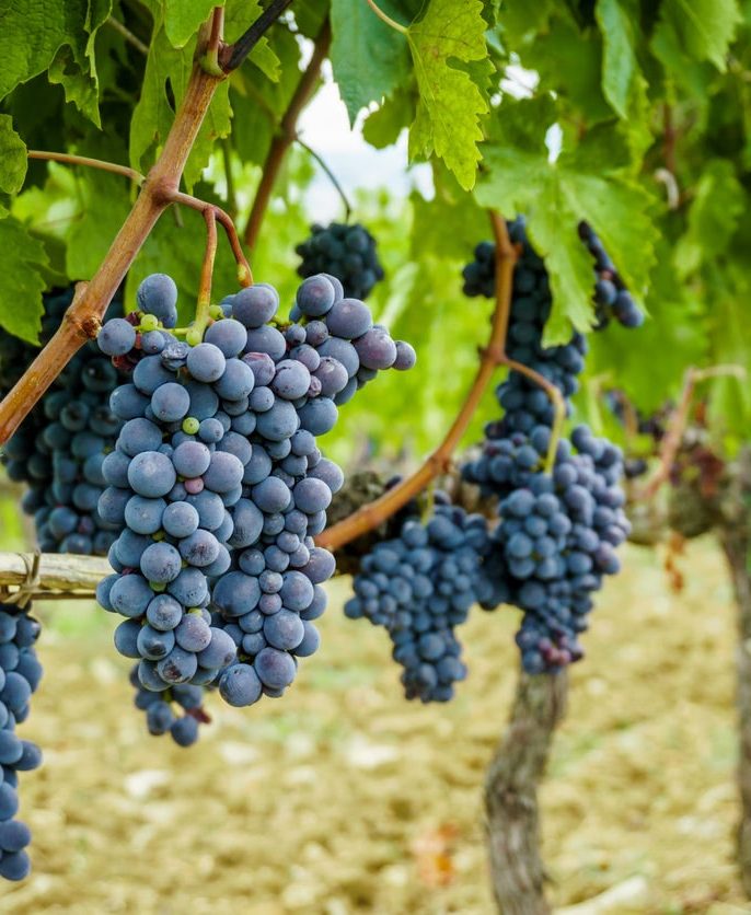 تاثیر نور و دمای محیط بر رشد نهال انگور