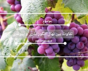تفاوت بین نهال انگور بذری و پیوندی