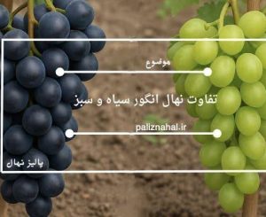 تفاوت نهال انگور سیاه و سبز