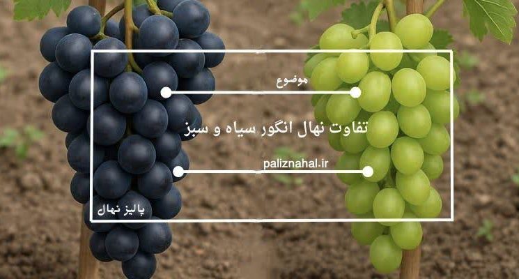 تفاوت نهال انگور سیاه و سبز