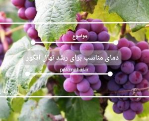 دمای مناسب برای رشد نهال انگور