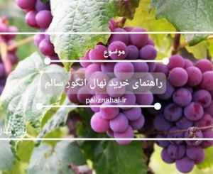 راهنمای خرید نهال انگور سالم