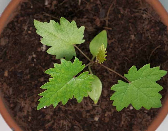 رایج‌ترین دلایل رشد نکردن نهال انگور