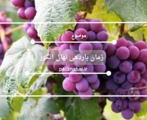 زمان باردهی نهال انگور