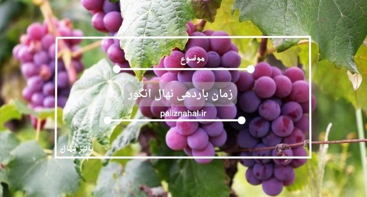 زمان باردهی نهال انگور