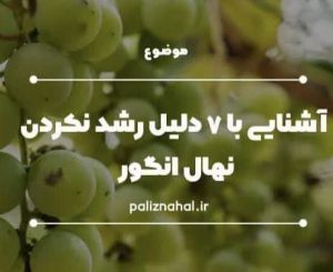 علت رشد نکردن نهال انگور آشنایی با 7 دلیل موثر