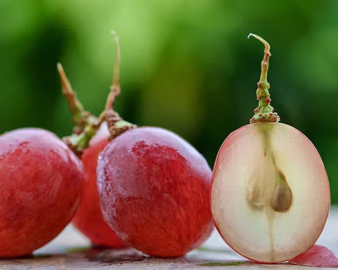 مزایا و معایب نهال‌های بذری و پیوندی