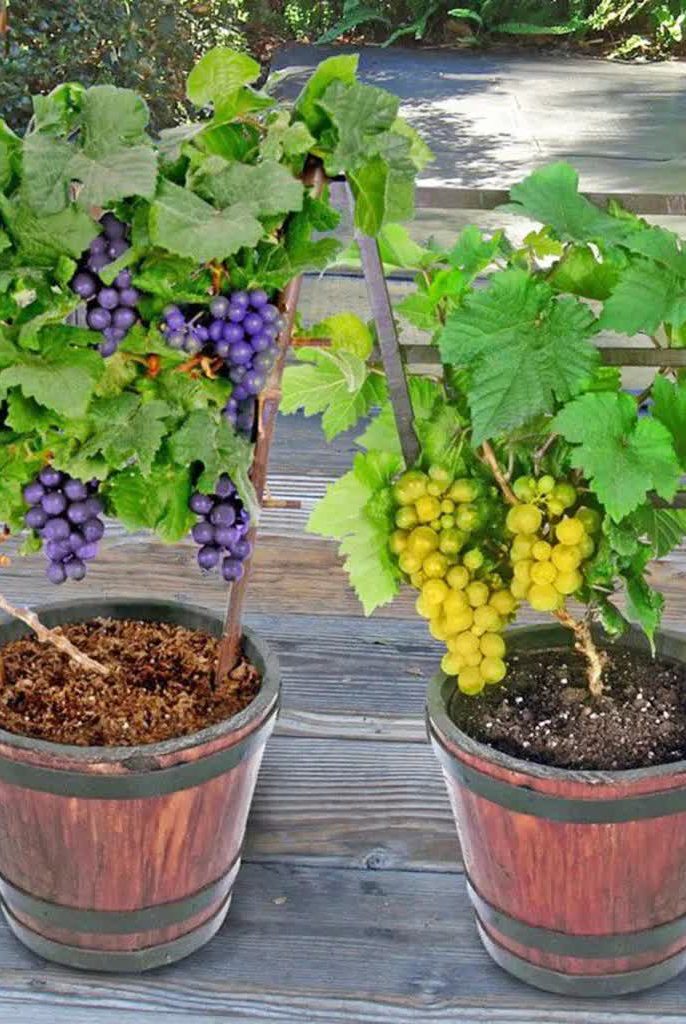 معرفی بهترین ارقام نهال انگور برای تراس و بالکن