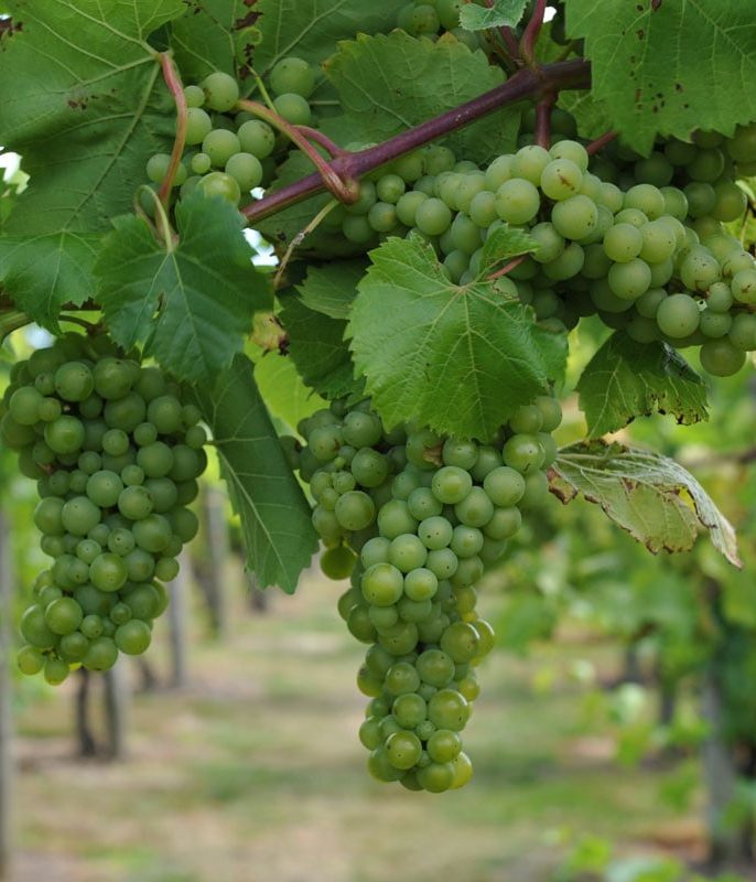 میزان مقاومت به آفات و بیماری‌ها