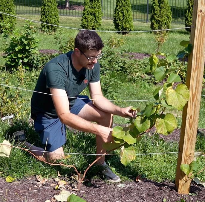 نحوه بستن نهال انگور به قیم یا داربست
