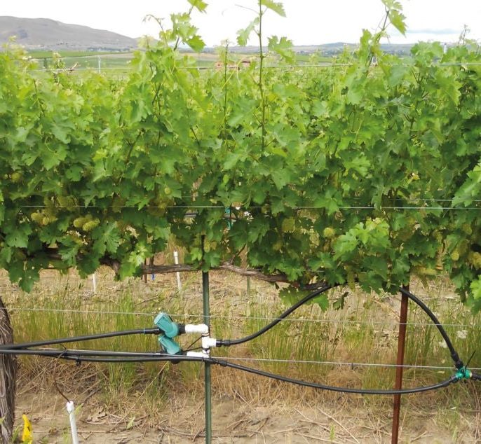 نقش آبیاری در رشد یا توقف رشد نهال انگور