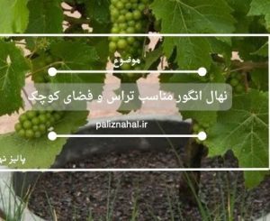 نهال انگور مناسب تراس و فضای کوچک