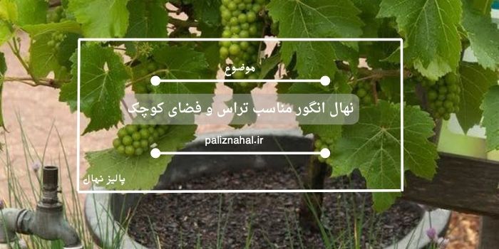 نهال انگور مناسب تراس و فضای کوچک