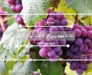 نکات مهم پس از کاشت نهال انگور