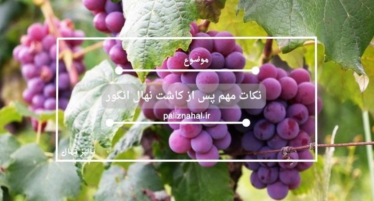 نکات مهم پس از کاشت نهال انگور