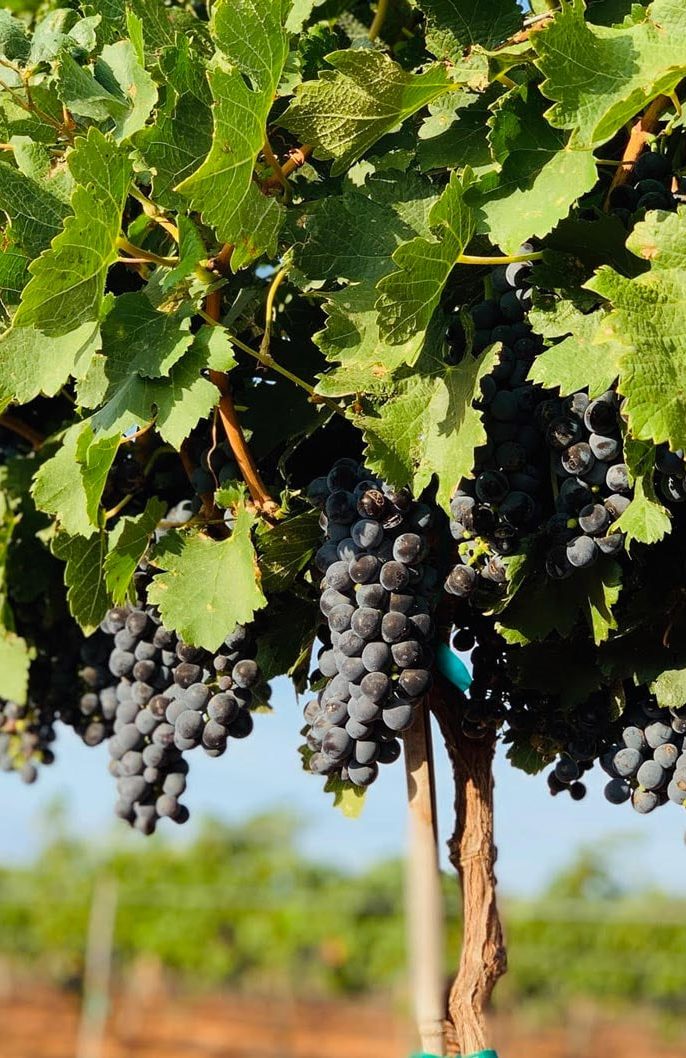 کدام نوع نهال برای باغ شما مناسب‌تر است؟