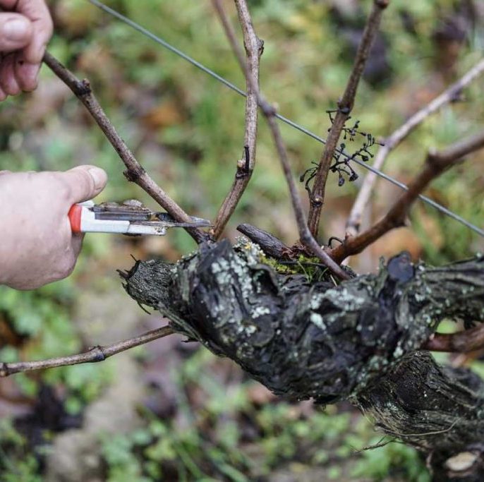 انواع روش‌های هرس انگور را بشناسید