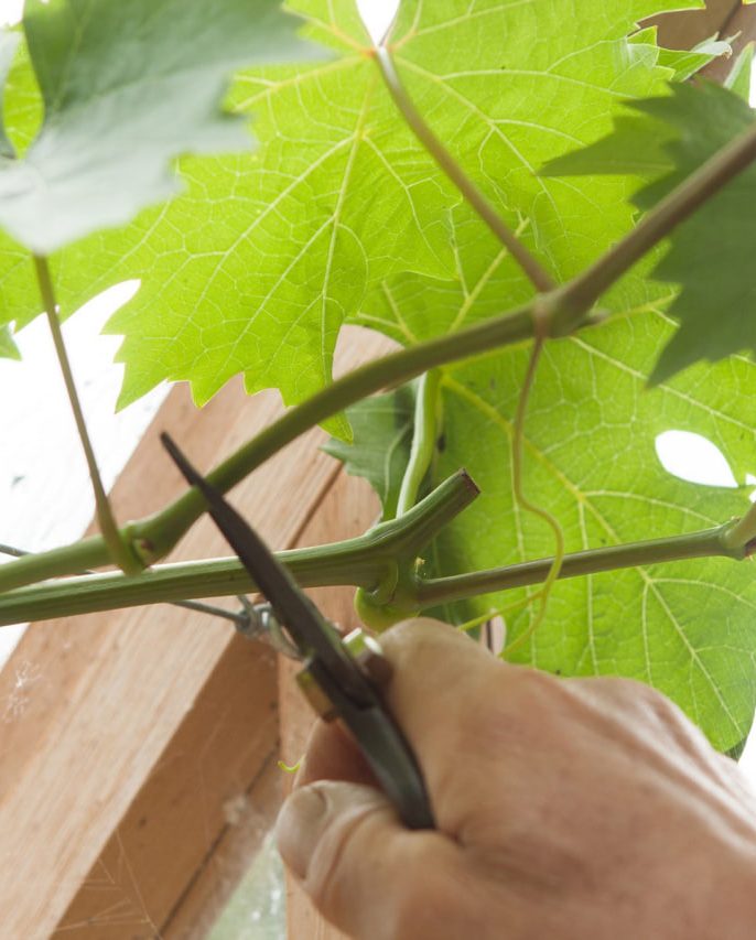 هرس بهره‌برداری درخت انگور به چه صورت است؟