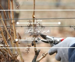 هرس نهال انگور