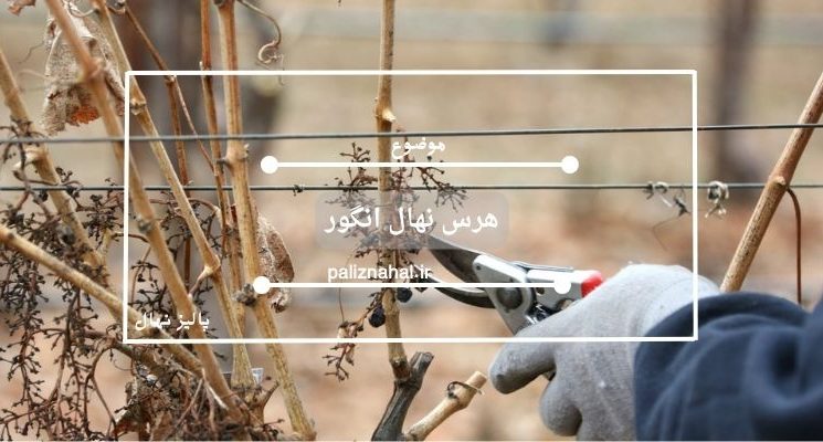 هرس نهال انگور