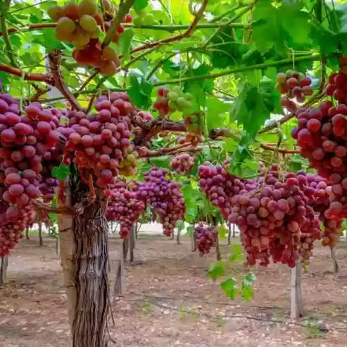 بهترین نهال های انگور مناطق سردسیر