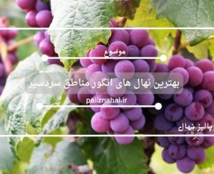 بهترین نهال های انگور مناطق سردسیر