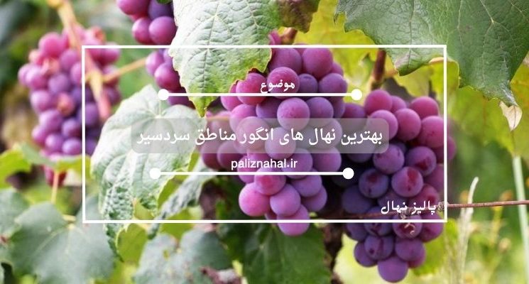 بهترین نهال های انگور مناطق سردسیر