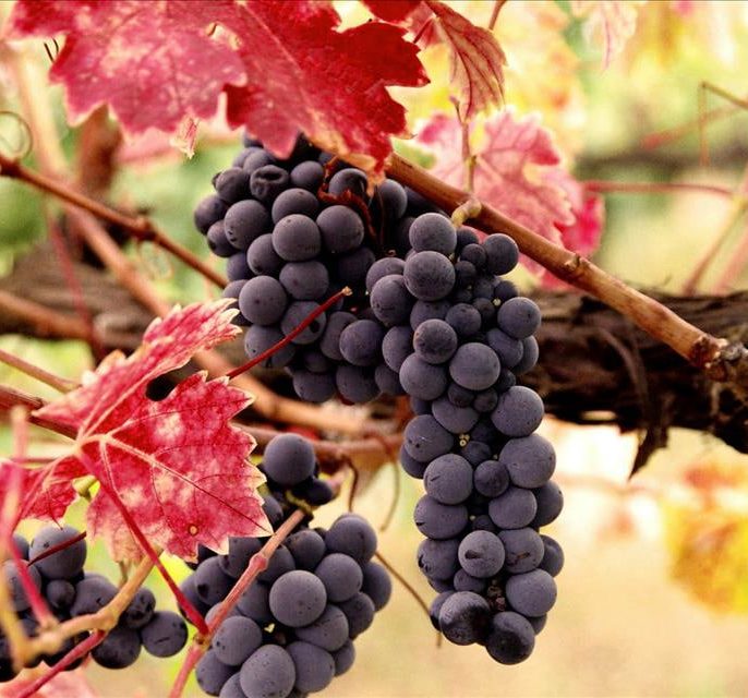 ویژگی‌های لازم برای نهال انگور سردسیری