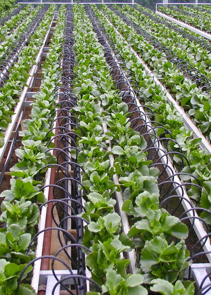 آبیاری قطره ای