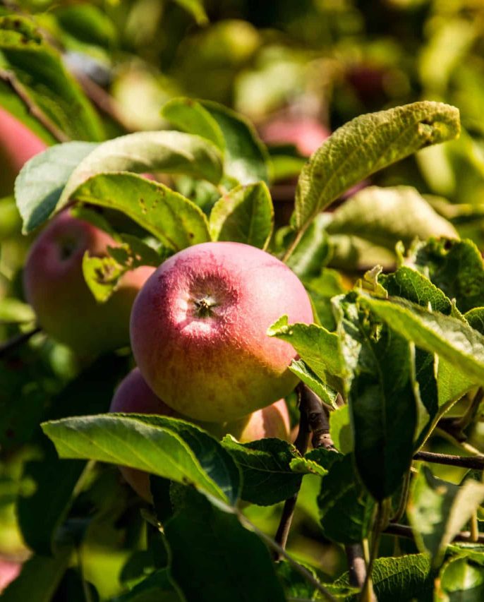 اشتباهات رایج در انتخاب درختان میوه