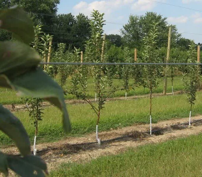 انتخاب اشتباه رقم نهال