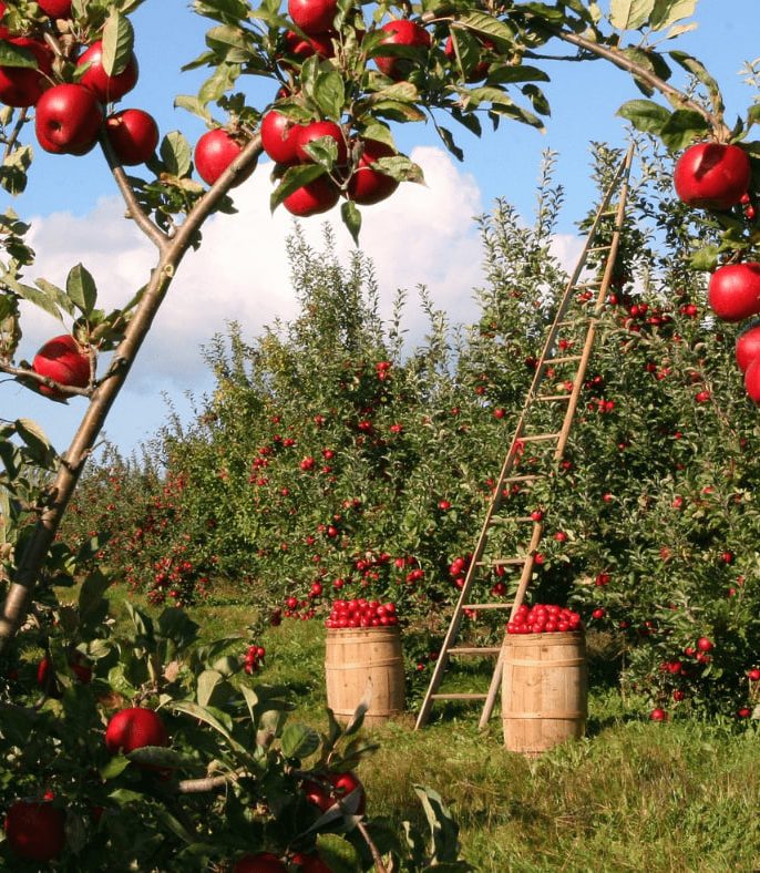 انتخاب گیاهان مناسب برای باغ