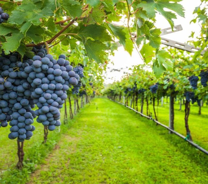 اهمیت تغذیه صحیح در رشد سریع درخت انگور