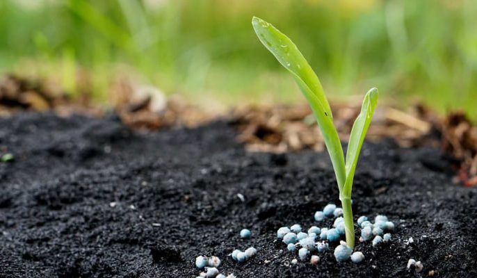 برنامه کلی کوددهی برای رشد سریع